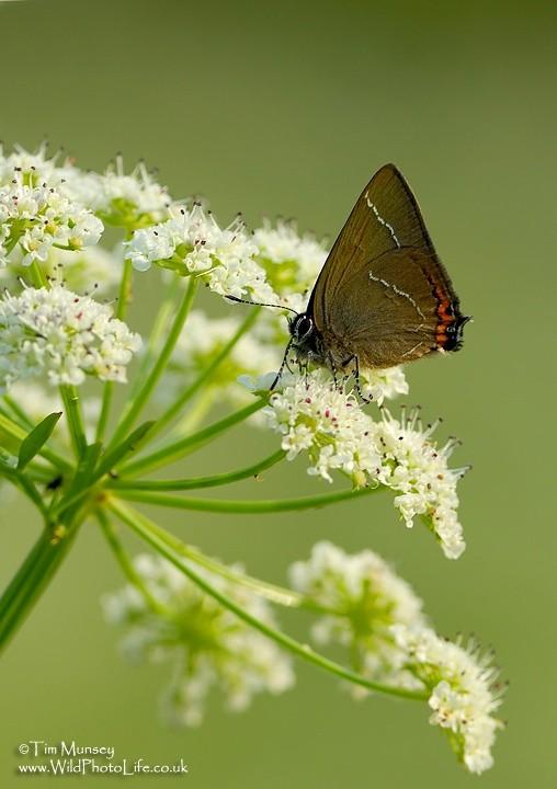 White Letter Hairstreak 03_07_06_2.jpg